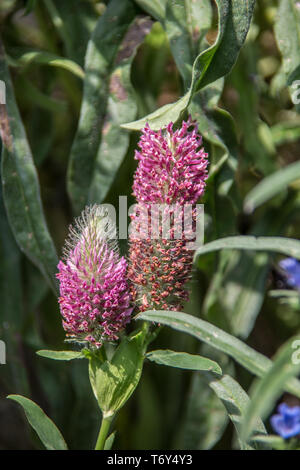 Trifoglio di coda di volpe nel giardino Foto Stock