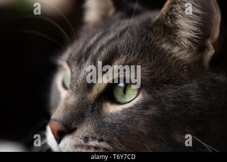 Una foto di un occhio di gatto. con focus sull'occhio e il suo colore Foto Stock