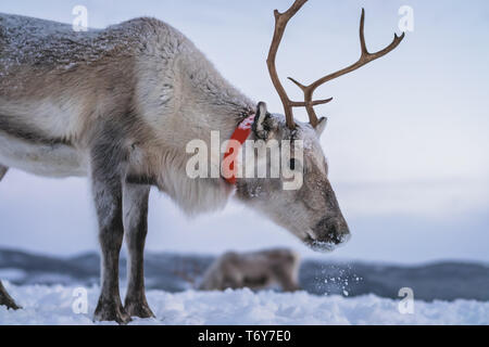 Ritratto di renne con enormi corna tirando la slitta nella neve, regione di Tromso, Norvegia settentrionale Foto Stock