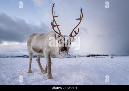 Ritratto di renne con enormi corna tirando la slitta nella neve, regione di Tromso, Norvegia settentrionale Foto Stock