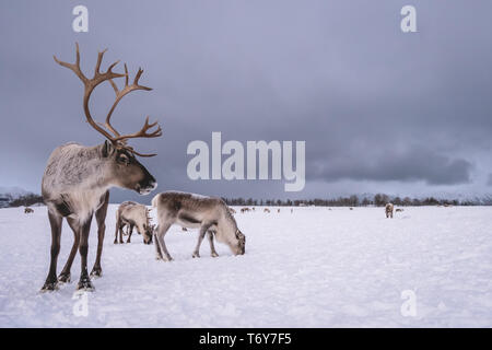 Ritratto di renne con enormi corna tirando la slitta nella neve, regione di Tromso, Norvegia settentrionale Foto Stock
