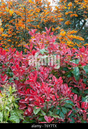 Photinia x fraseri Red Robin con Berberis darwinii dietro Photinia con Bright Foglie rosse in primavera ed entrambi sono sempreverde con fiori in primavera Foto Stock