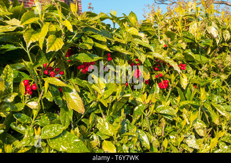 Aucuba japonica o Spotted alloro con luminosi di bacche rosse ideale per siepi e cresce in grandi contenitori. Foto Stock