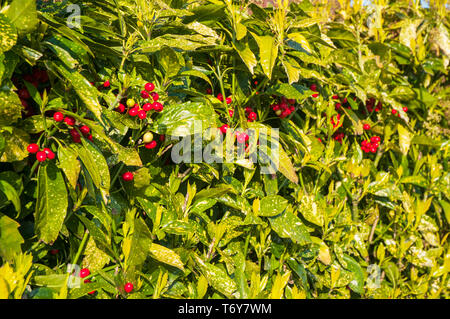 Aucuba japonica o Spotted alloro con luminosi di bacche rosse ideale per siepi e cresce in grandi contenitori. Foto Stock