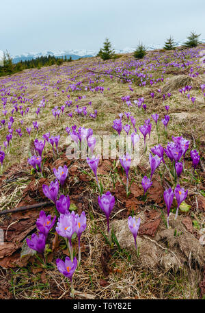 Crocus viola dei fiori di montagna a molla Foto Stock