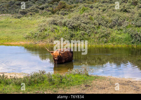 Aberdeen Angus mucca Shetland rilassante in un stagno Foto Stock