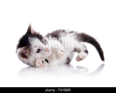 Divertente a macchie gattino su uno sfondo bianco. Foto Stock
