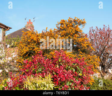 Photinia x fraseri Red Robin con Berberis darwinii dietro Photinia con Bright Foglie rosse in primavera ed entrambi sono sempreverde con fiori in primavera Foto Stock