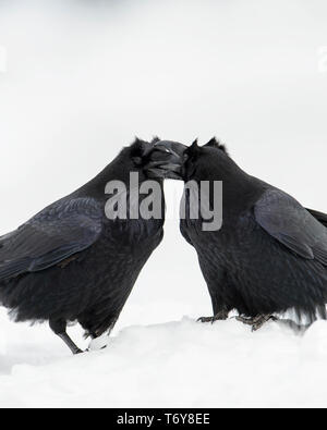 Corvi comune (Corvus corax), il Parco Nazionale di Yellowstone, Wyoming Foto Stock