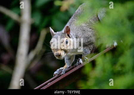 Lo scoiattolo nella struttura ad albero Foto Stock