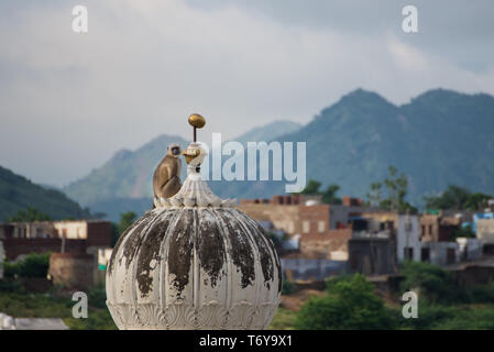 Monkey sul tetto in India Foto Stock