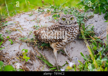 Un gufo scavando in Cape Coral, Florida Foto Stock