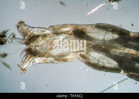 Larva di zanzara in acqua Foto Stock