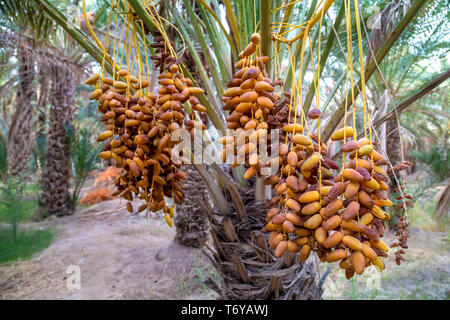 Date su un Palm tree Foto Stock
