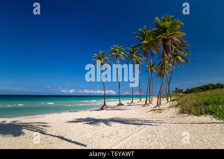 Palme su un paradise beach Foto Stock