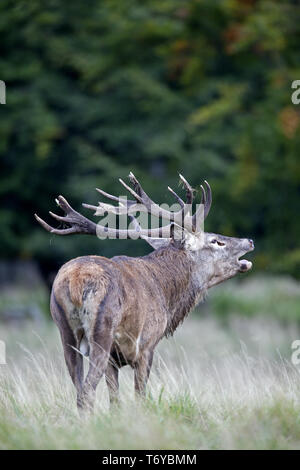 Red Deer ruggito, rosso cervo, Cervus elaphus Foto Stock