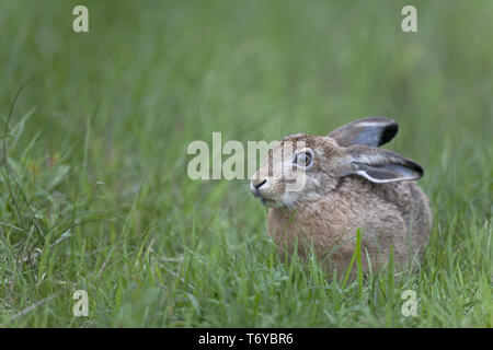 Lepre europea / Marrone / Lepre leveret / Lepus europaeus Foto Stock