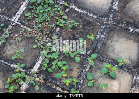 Impianti di superriduttore su pietre per pavimentazione. Telaio completo sullo sfondo Foto Stock
