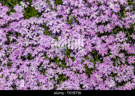 Telaio completo sullo sfondo di piccoli fiori di colore rosa in un giardino Foto Stock