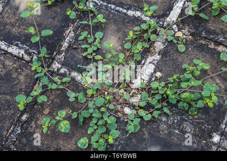 Impianti di superriduttore su pietre per pavimentazione. Telaio completo sullo sfondo Foto Stock