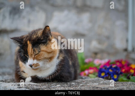 Cute cat seduto a terra Foto Stock