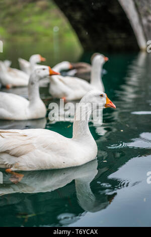 White anatre nuotare nel lago Foto Stock