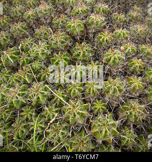 Cactus nativo alla UNAM Giardino Botanico, Città del Messico. Foto Stock