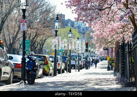 Back Bay di Boston. Commonwealth Avenue in primavera. Magnolie in fiore, vecchi lampioni, bianco marciapiedi, albero colorato fiori. Foto Stock