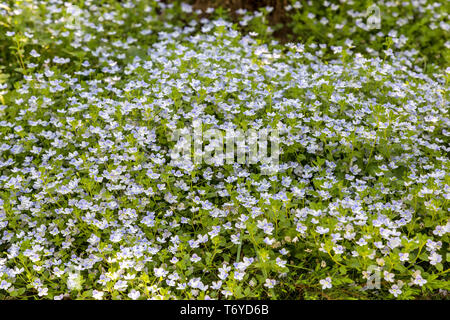 Telaio completo sullo sfondo di luce piccola fiori blu Foto Stock