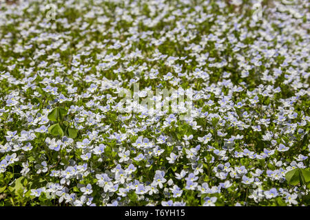 Telaio completo sullo sfondo di luce piccola fiori blu Foto Stock