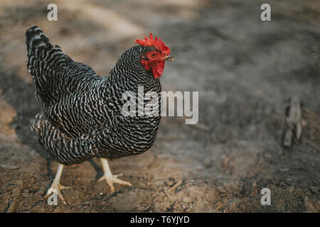 Bloccate Rock hen in posa di strada sterrata nel nord-ovest del Wisconsin Foto Stock