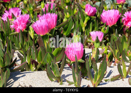 uña de gato planta en flor Foto Stock