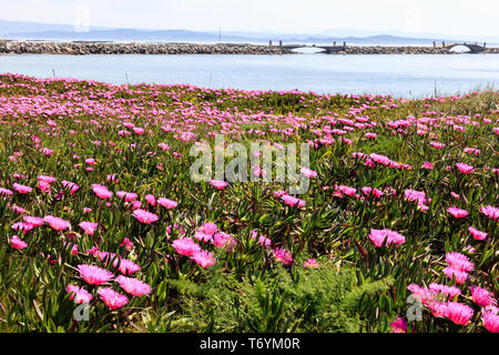 uña de gato planta en flor Foto Stock