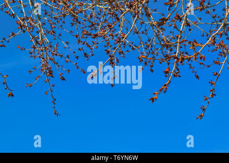 Un ramo di pioppo con boccioli di fiore.rami di pioppo con boccioli gonfi contro la molla blu cielo. Foto Stock