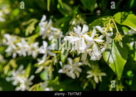 Close up di fioritura gelsomino bush in un giardino Foto Stock