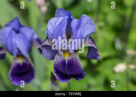 Iris fiore fiori blu Foto Stock