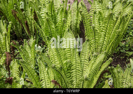 Piante di felce con arrotolata fronde di felce Foto Stock