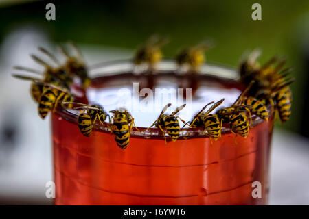 Vespe festa. Vespe sul vetro della bevanda dolce Foto Stock