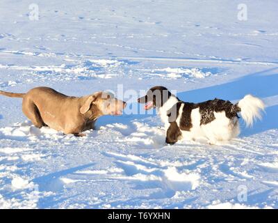 cani in neve Foto Stock