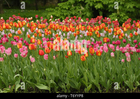 Fiori di Primavera in un giardino. Tulipani multicolore Foto Stock
