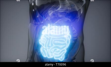 Intestino umano esame radiologico Foto Stock