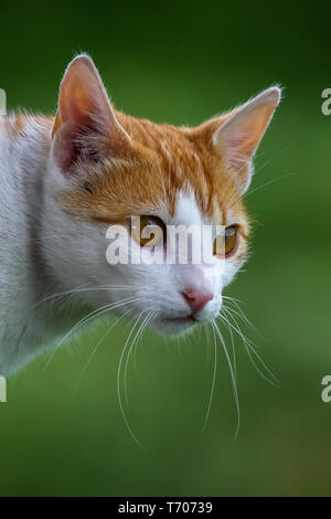 Ritratto del rosso e del bianco cat. Foto Stock