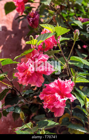 Doppio-fiorito ibisco rosa in un giardino Foto Stock