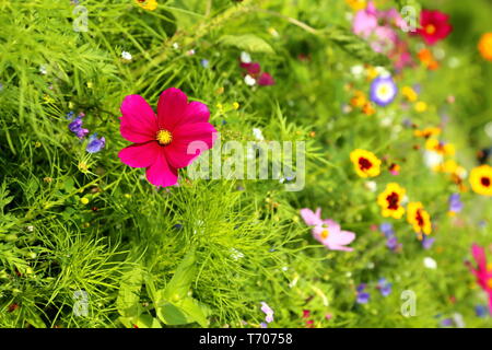 Prato di fiori in estate con diversi fiori colorati Foto Stock