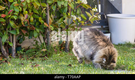Gatto Siberiano di bestiame all'aperto in un giardino. Capelli lunghi pet ipoallergenico, cucciolo di razza pura Foto Stock