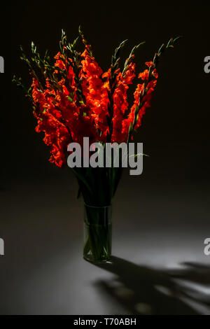 Red gladiolus fiori in vaso su sfondo scuro. Foto Stock