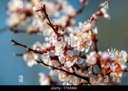 Albero di albicocca fiori in primavera. Foto Stock