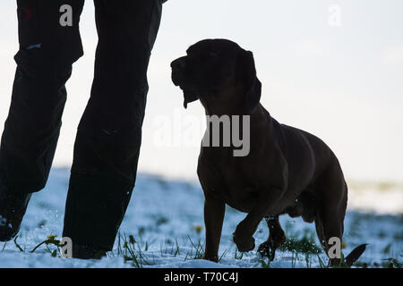 Cacciatore con cane Foto Stock