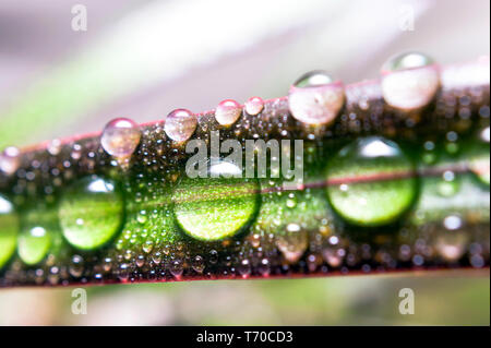 Gocce di acqua su una foglia di rosso refilato Dracaena. Immagine macro di pioggia naturale, gocce di rugiada. Il giardinaggio, acqua fresca, concetto ambientale. Foto Stock