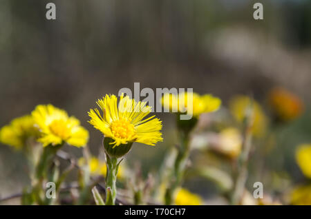 Primo piano di un bellissimo fiore precoce Coltsfoot fiore con spazio di copia Foto Stock